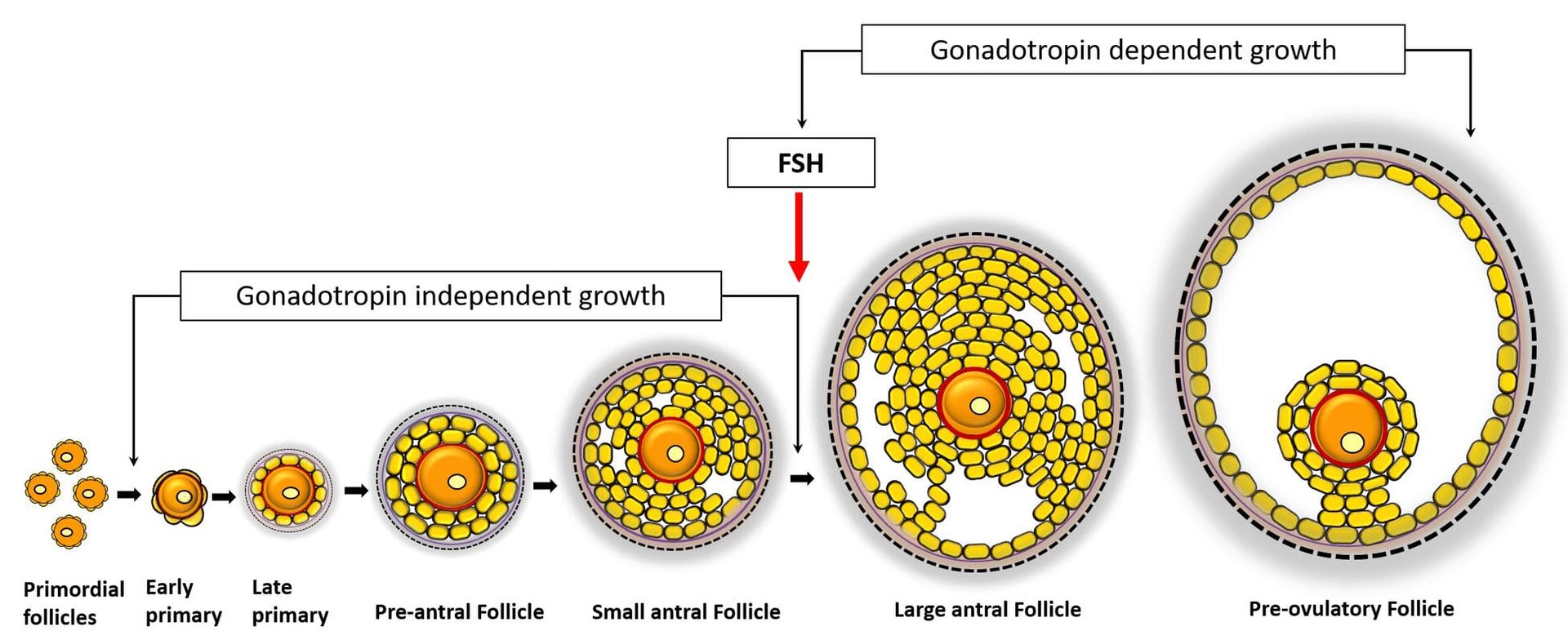 Diagram of an ovarian follicle growing from a tiny primordial follicle to a large pre-ovulatory follicle, with the role of FSH marked.